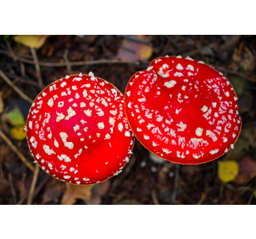 Wall mural nature red mushroom caps - TenStickers