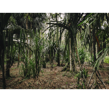 Tropical Forest with Dephts tree wall mural - TenStickers