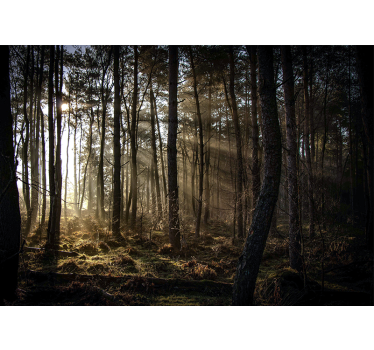 Sunrise in the Forest nature murals - TenStickers