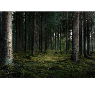 Serene Landscape forest wall mural - TenStickers