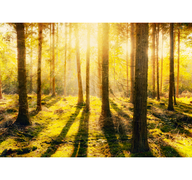 Wall mural nature sunlit forest scene - TenStickers