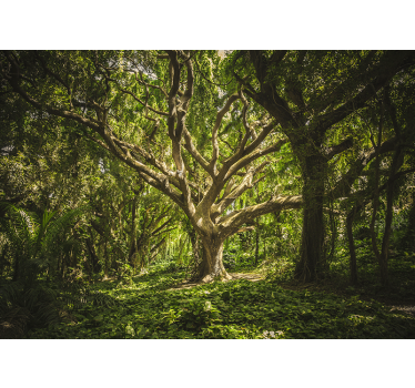 Forest wall mural majestic tree canopy - TenStickers