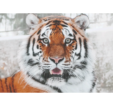 Dominant beautiful tiger mural wallpaper - TenStickers