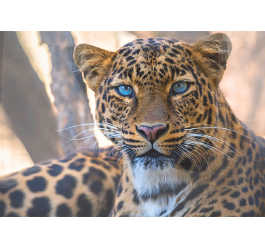 Beautiful female tiger watching you mural wallpaper - TenStickers