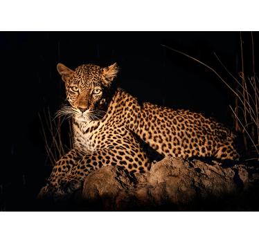 Leopard in Spotlight animals wall mural - TenStickers