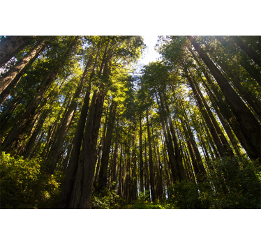 tall trees Forest Wall Mural - TenStickers