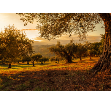 Olive trees landscape wall mural - TenStickers