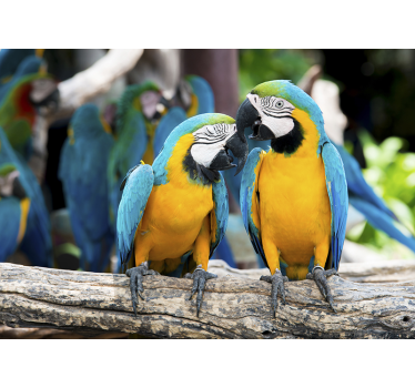 Two loving parrots mural wallpaper - TenStickers
