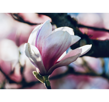 Spring Magnolia flower wall mural - TenStickers