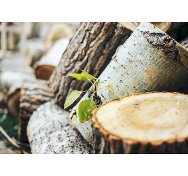 Green leaves on forest wood landscape wall mural - TenStickers
