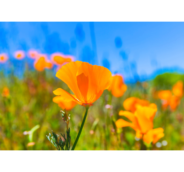 Orange poppies flower nature wall mural - TenStickers