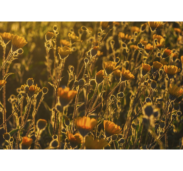 Warm poppy flower landscape photo mural - TenStickers