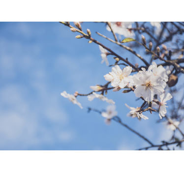 Almond Tree mural wallpaper - TenStickers