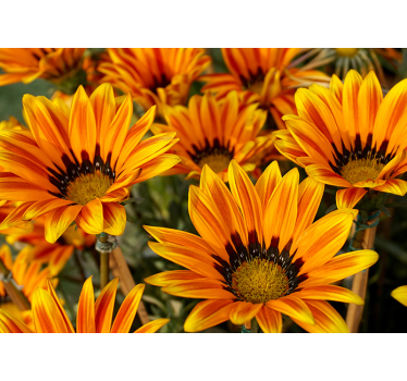 Beautiful sunflowers flower wall mural - TenStickers