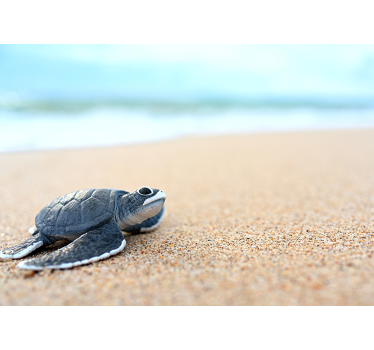 Little turtle on a white beach animal wall mural - TenStickers