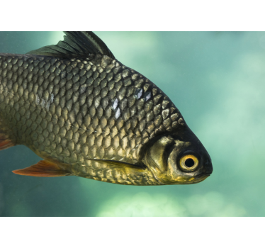 Fish wall mural large fish close-up - TenStickers