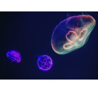 Multicolored Jellyfishes wall mural - TenStickers