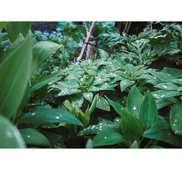 Green leaf with water drops 3d mural wallpaper - TenStickers