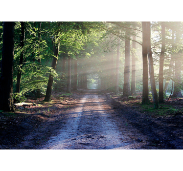 Forest landscape with flash forest mural wallpaper - TenStickers