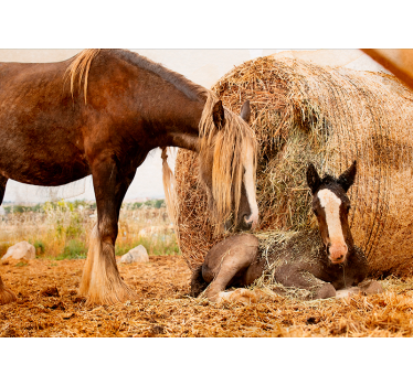 young horse with wheet nature murals - TenStickers