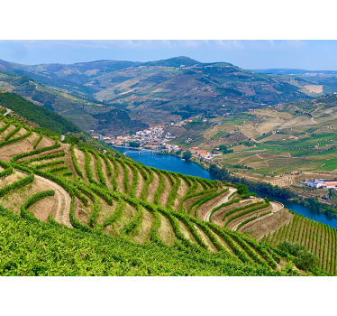 Douro Harvesting mountain mural - TenStickers