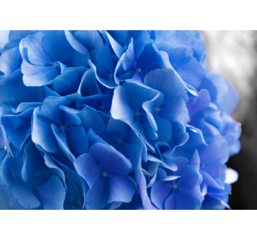 Blue Hydrangeas flowers mural wallpaper - TenStickers
