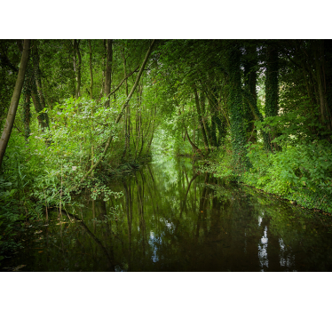 Dutch woods with river nature murals - TenStickers