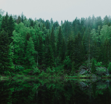 deep forest tree mural - TenStickers