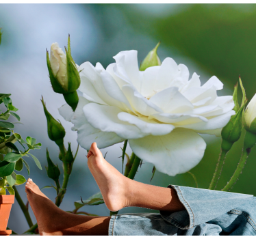 White rose cute pic rose mural - TenStickers