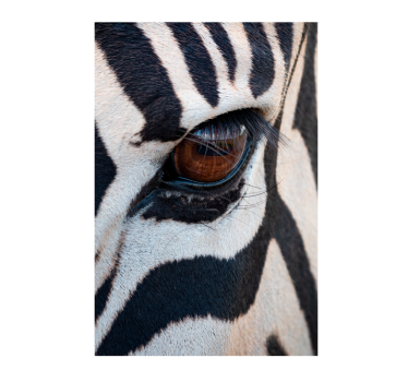 The stripe pattern in the coat of a zebra animal poster - TenStickers