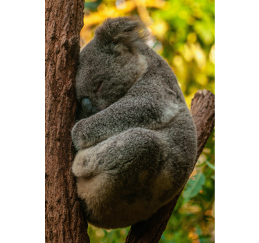 The koala is sleeping. poster for teenager - TenStickers