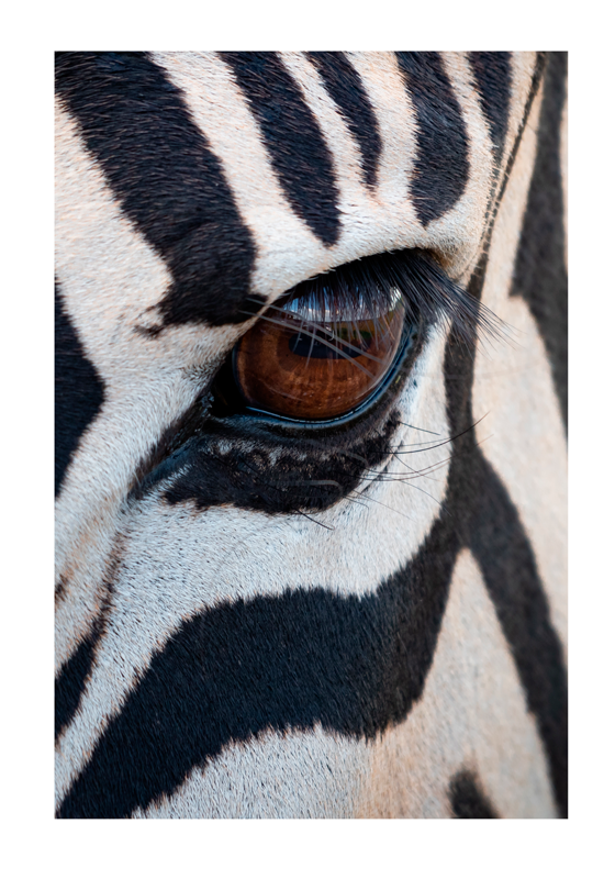 The stripe pattern in the coat of a zebra animal poster - TenStickers