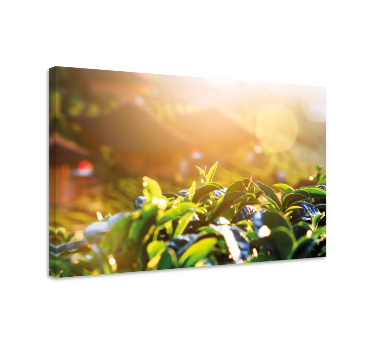 Sunlit Rainforest canvas prints - TenStickers