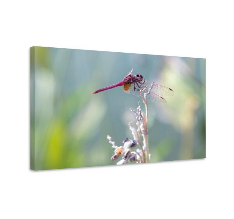 Dragonfly canvas elegant dragonfly perched - TenStickers
