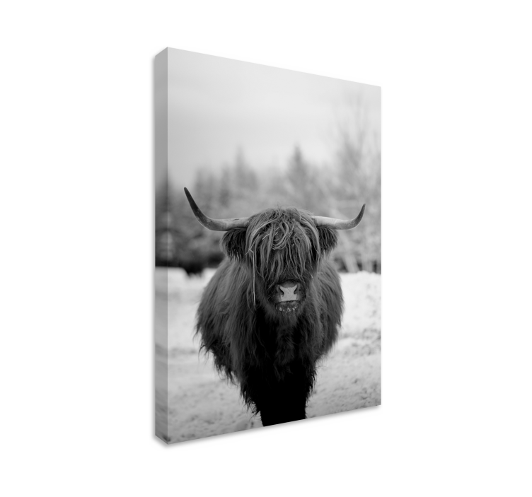 Highland cow animal canvas prints - TenStickers