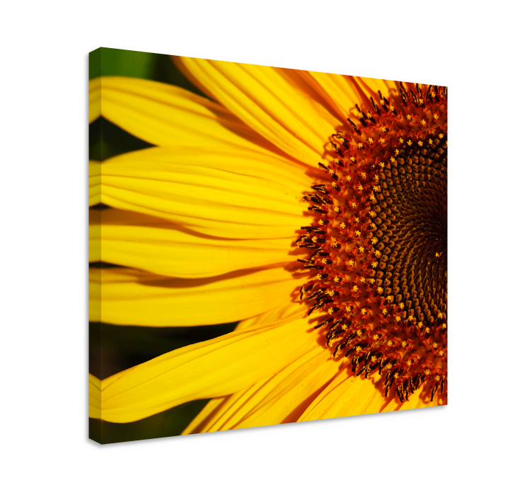 Half sunflower flower canvas - TenStickers