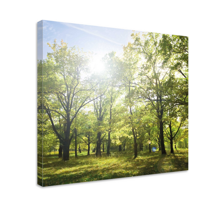 Bright forest in the sun landscape canvas - TenStickers