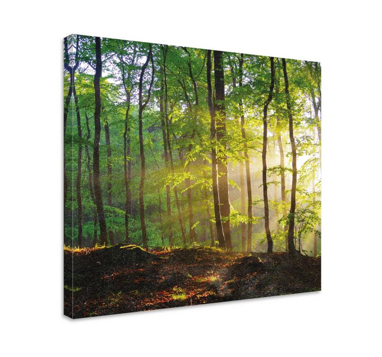 Forest walk in the sun landscape canvas - TenStickers