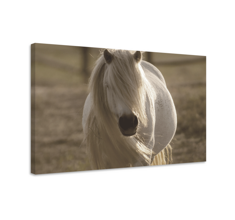 White face horse  animal canvas prints - TenStickers