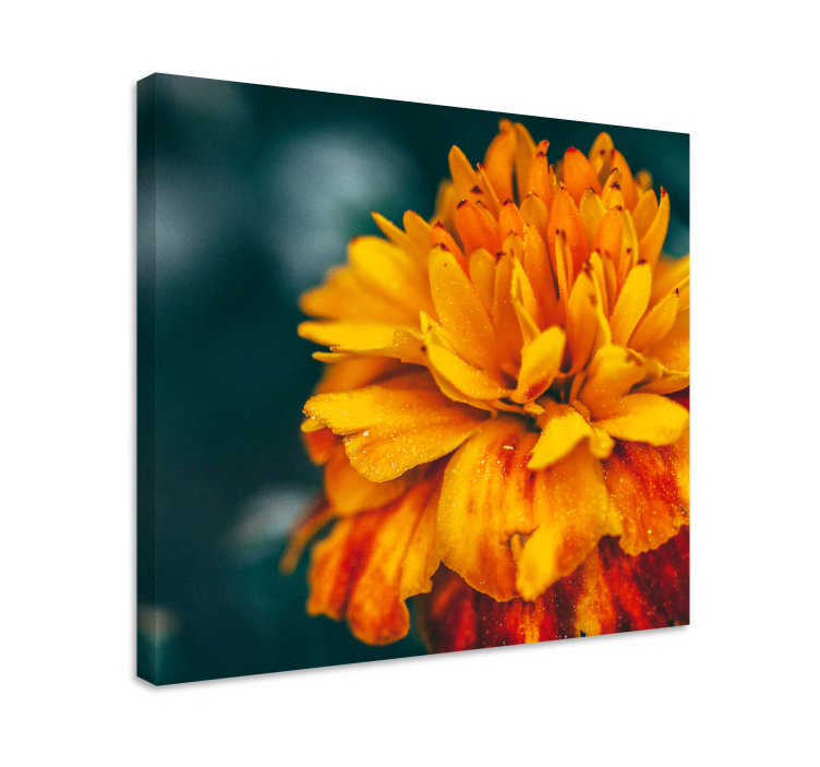 Flower canvas vibrant orange blossom - TenStickers