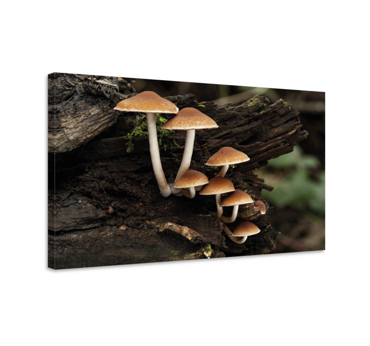 Flowers canvas mushroom collection - TenStickers