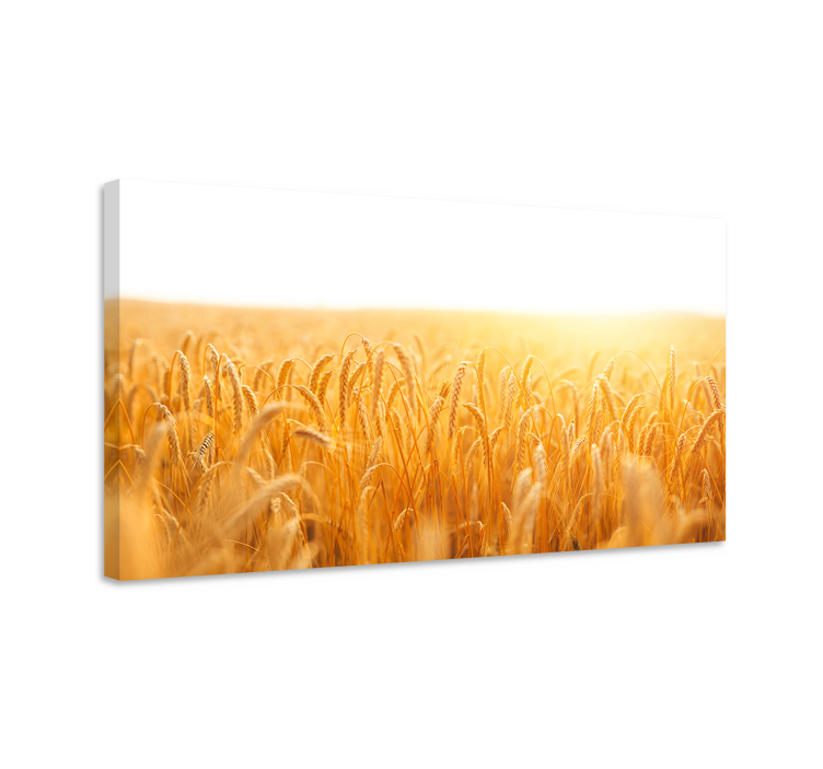 Wheat field aesthetic colours landscape canvas - TenStickers