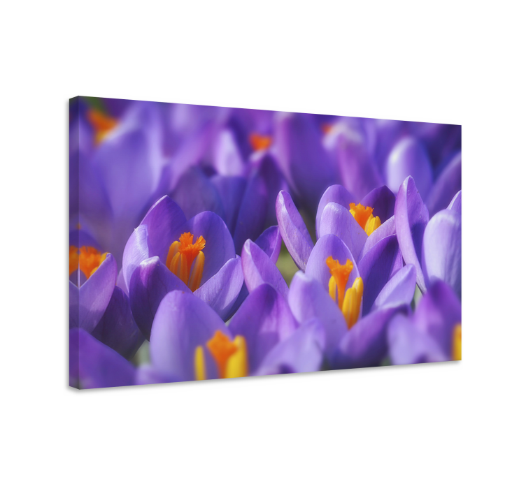 Flowers canvas vibrant crocus blooms canvas art - TenStickers