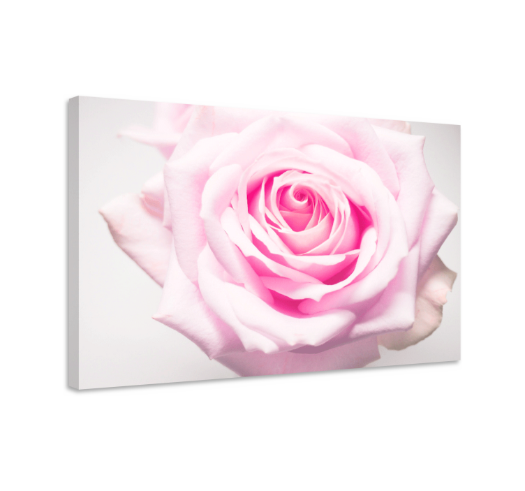 Flowers canvas blush rose blossom - TenStickers