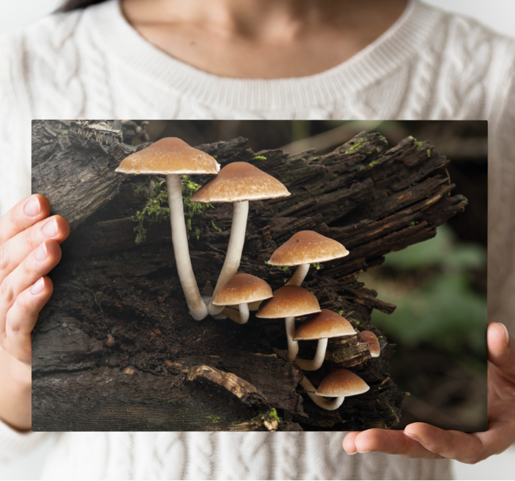Flowers canvas mushroom collection - TenStickers
