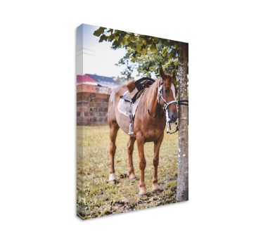Horse under a tree canvas print - TenStickers