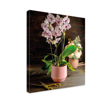 Orchid flower in pot floral canvas - TenStickers