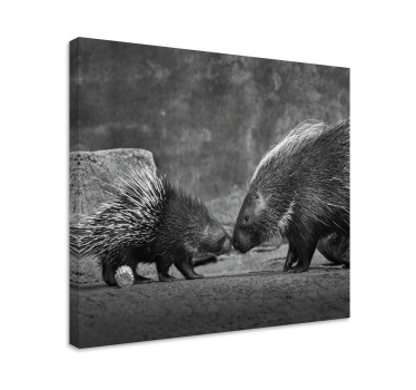Porcupine with baby animal canvas - TenStickers