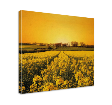 Yellow flowers field floral canvas - TenStickers