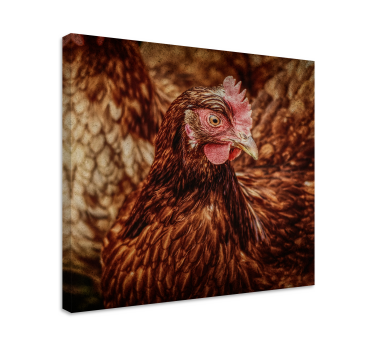 Serious brown chicken bird canvas wall art - TenStickers